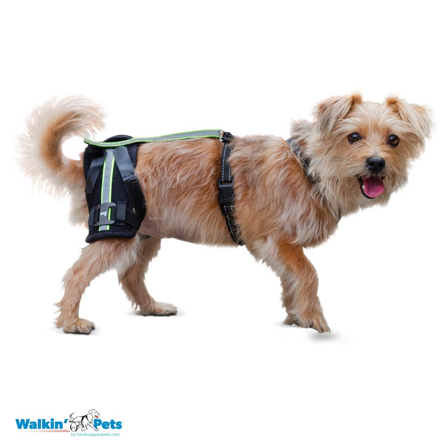 Hip-EEZ - Abrazadera de cadera canina Walkin Pets7