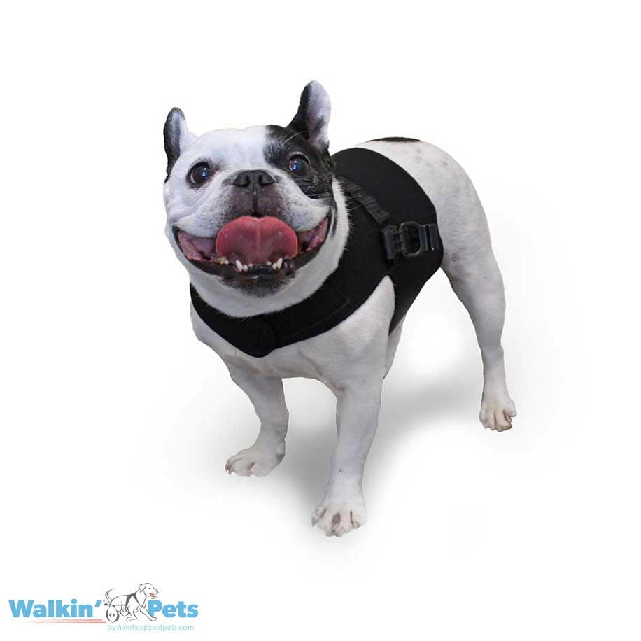 Chaleco Arnes delantero - Vest Harness Walkin Pets1