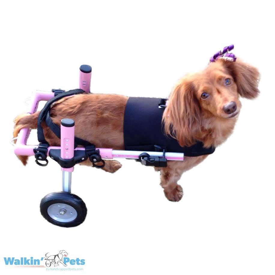 Chaleco Arnes delantero - Vest Harness Walkin Pets7