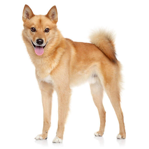 Baño perro mediano pelo largo (desde 12 a 22 kg)6