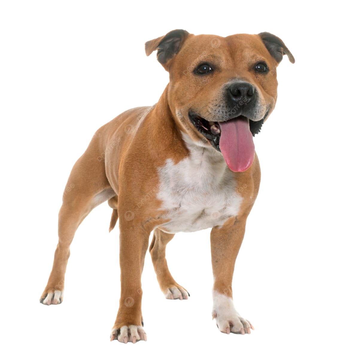 Baño perro gigante pelo corto (desde 22 a 35 kg)3