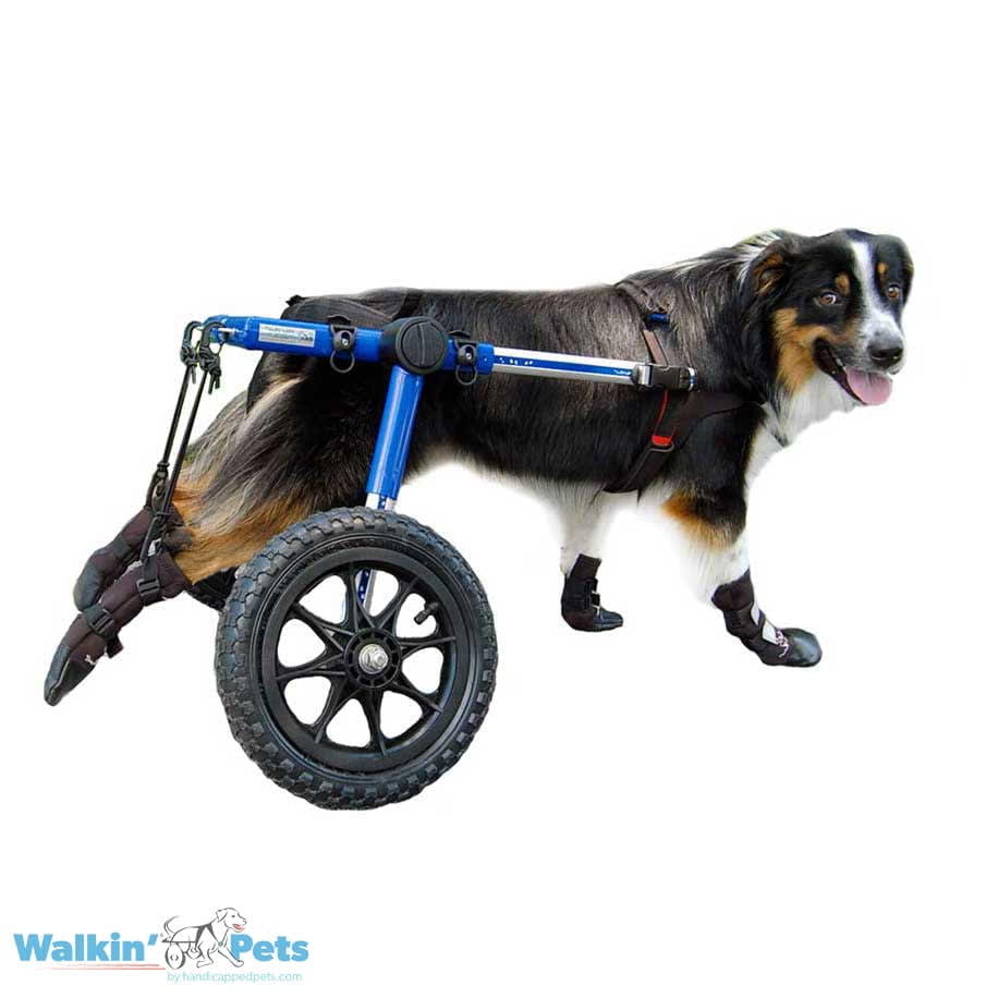 Kit de Botas y Estribos Walkin Pets1