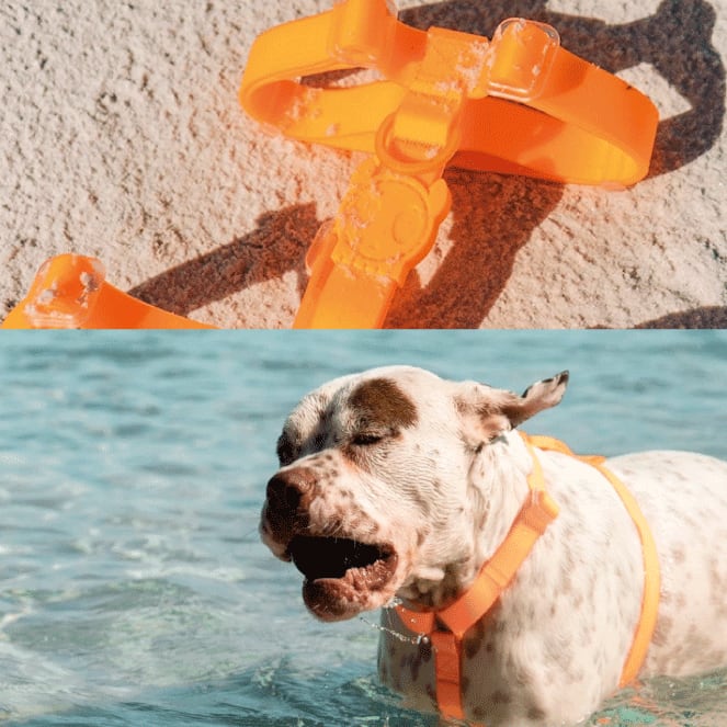 Zeedog H Harness Tangerine3