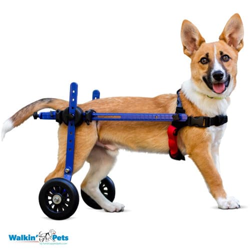 Silla de ruedas Mini, Walkin Pets7