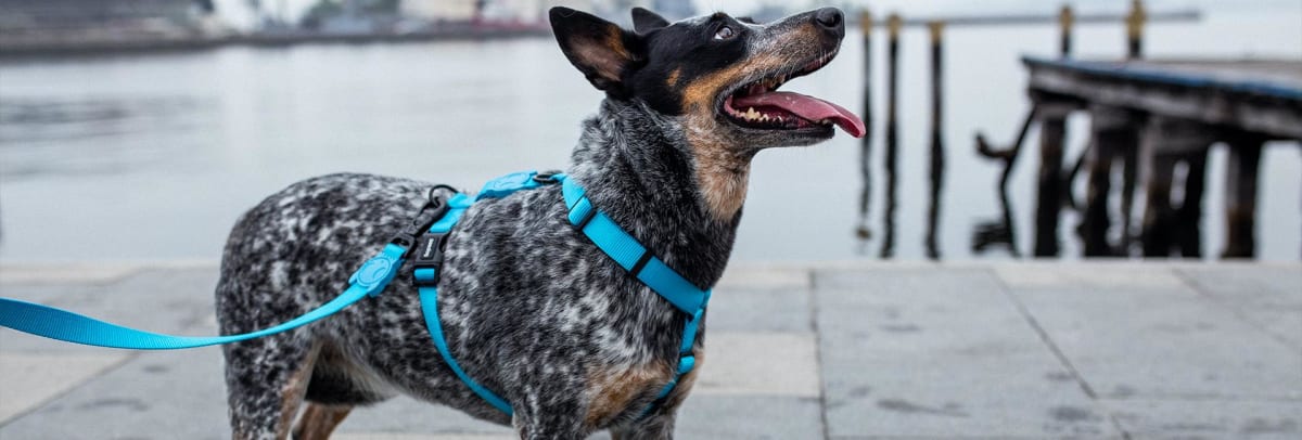 Zeedog H Harness Ultimate Blue3