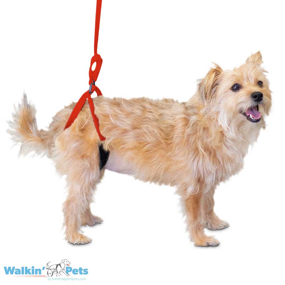 Walkin' Up-n-Go, Correa de soporte trasera2