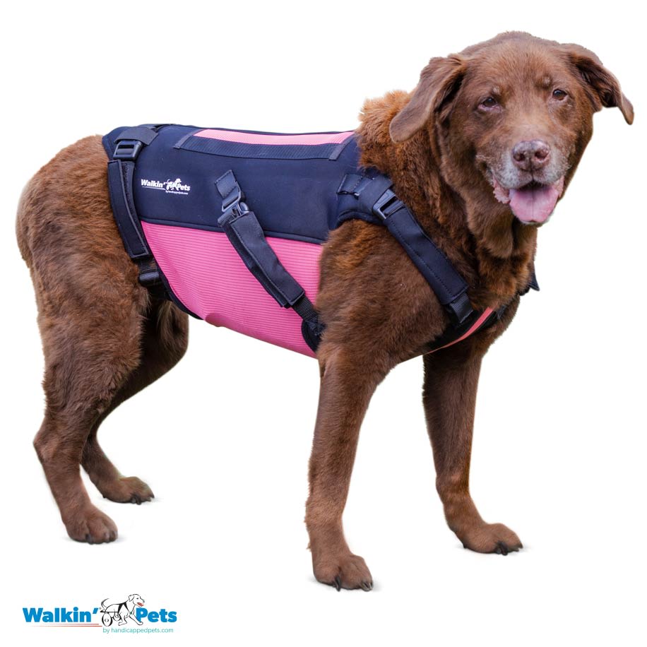 VertabraVe Back Brace - Soporte de espalda Walkin Pets7