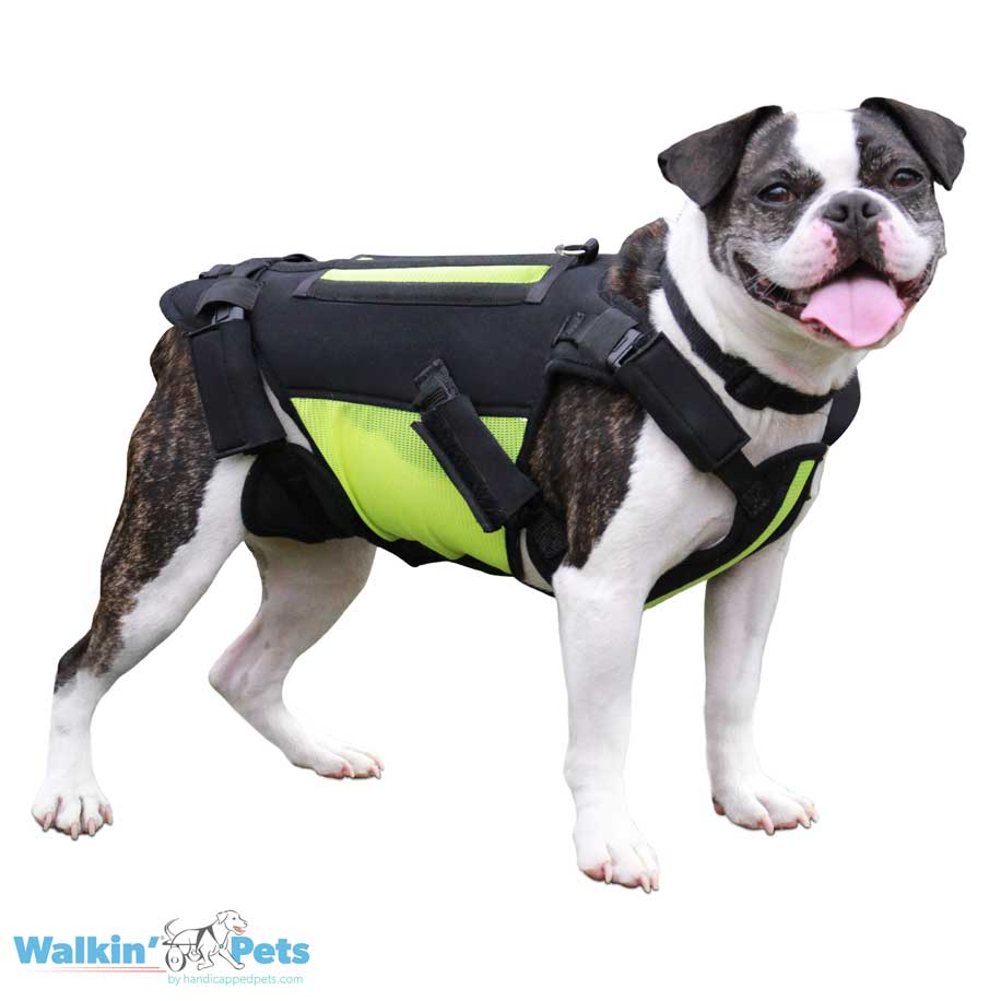VertabraVe Back Brace - Soporte de espalda Walkin Pets1