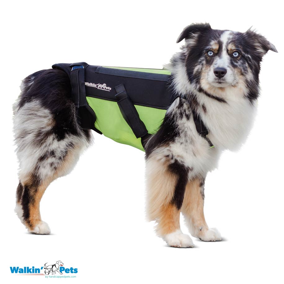 VertabraVe Back Brace - Soporte de espalda Walkin Pets9