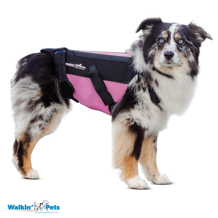 VertabraVe Back Brace - Soporte de espalda Walkin Pets8
