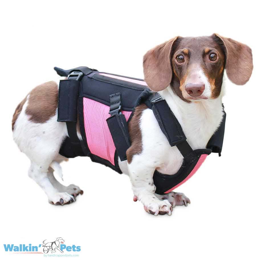 VertabraVe Back Brace - Soporte de espalda Walkin Pets2