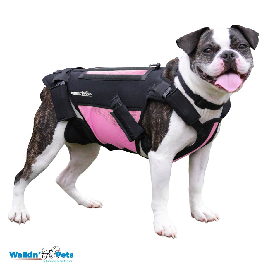 VertabraVe Back Brace - Soporte de espalda Walkin Pets10