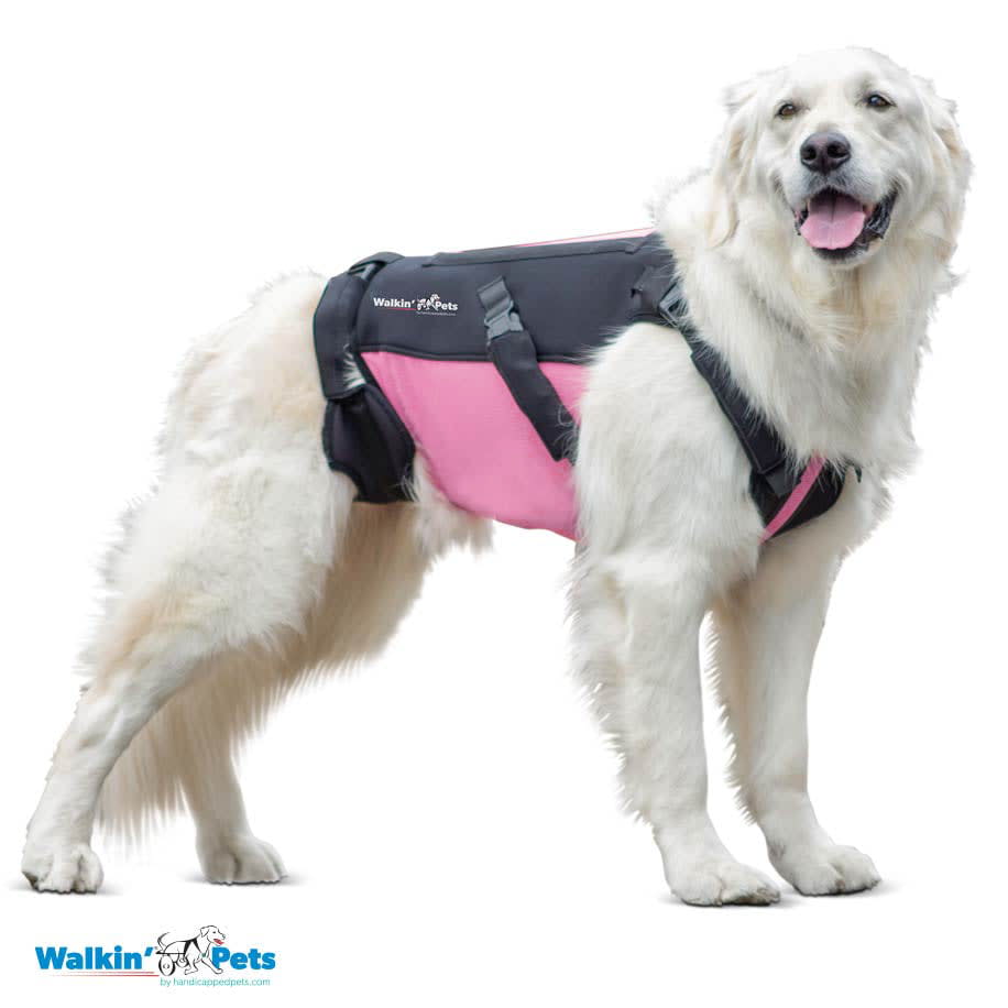 VertabraVe Back Brace - Soporte de espalda Walkin Pets11