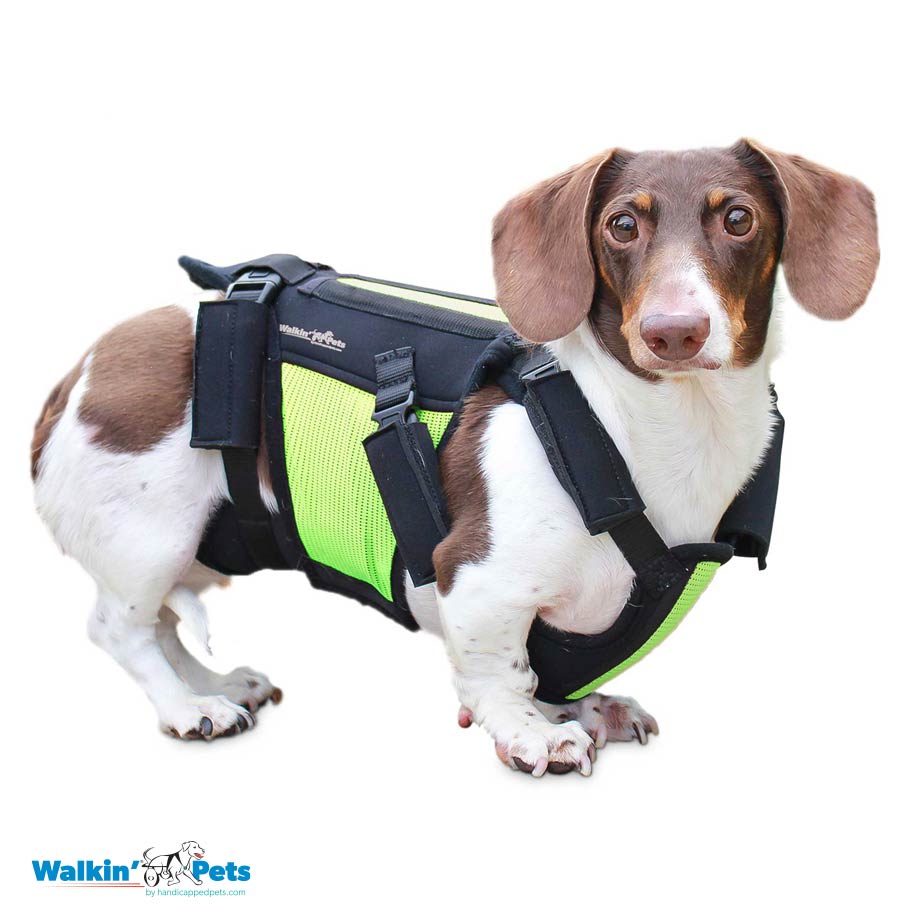 VertabraVe Back Brace - Soporte de espalda Walkin Pets13