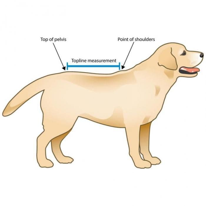 VertabraVe Back Brace - Soporte de espalda Walkin Pets14