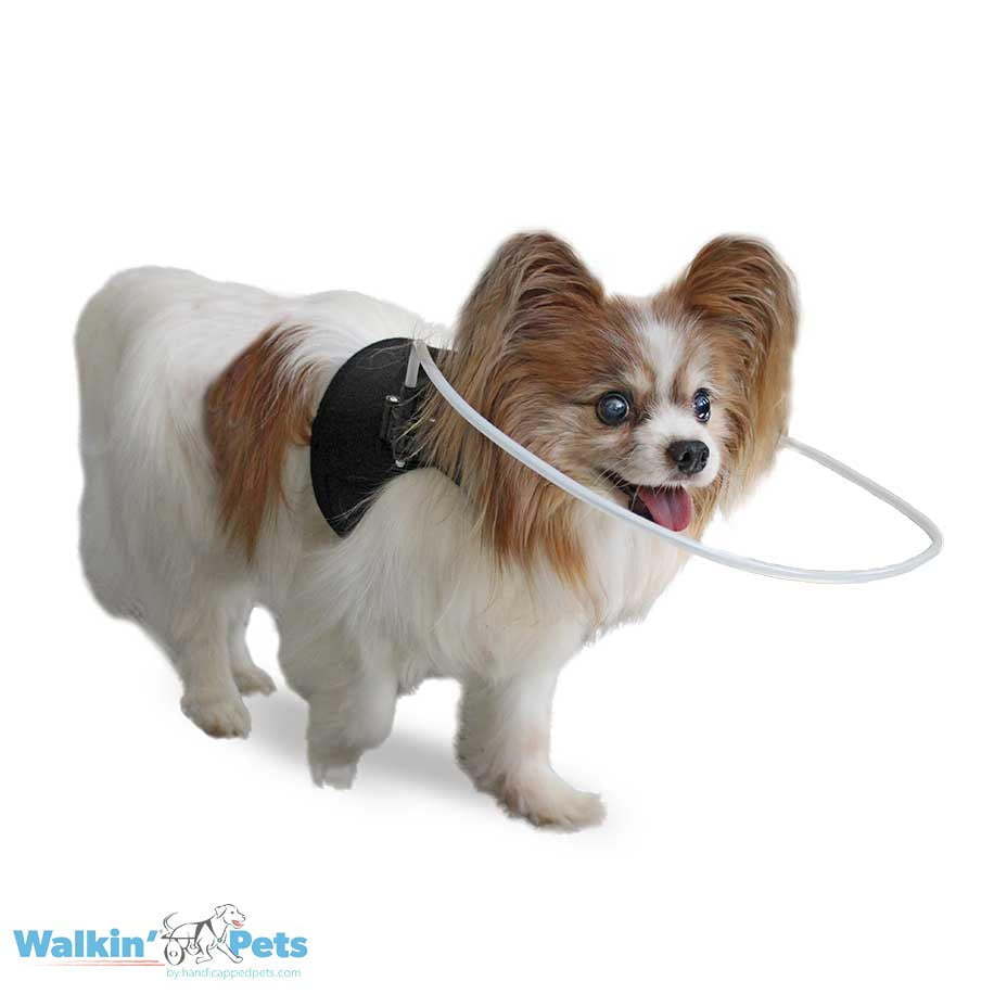 Arnes con Halo para ciegos Walkin Pets3