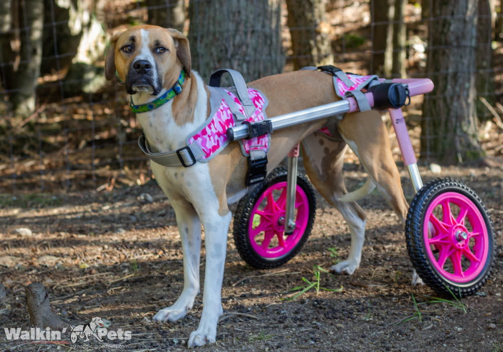 Warrior Front Harness - Camo Arnes delantero6