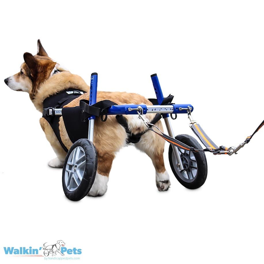 Correa Doble Walkin' para silla de ruedas5