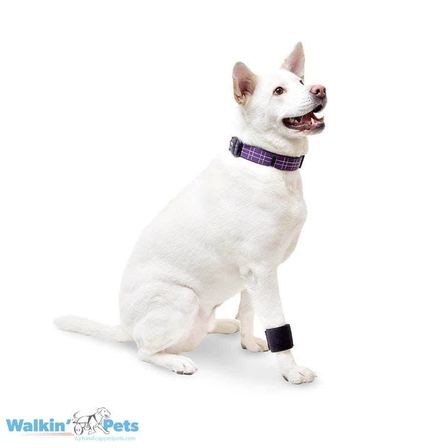 Venda para muñeca Walkin Pets2