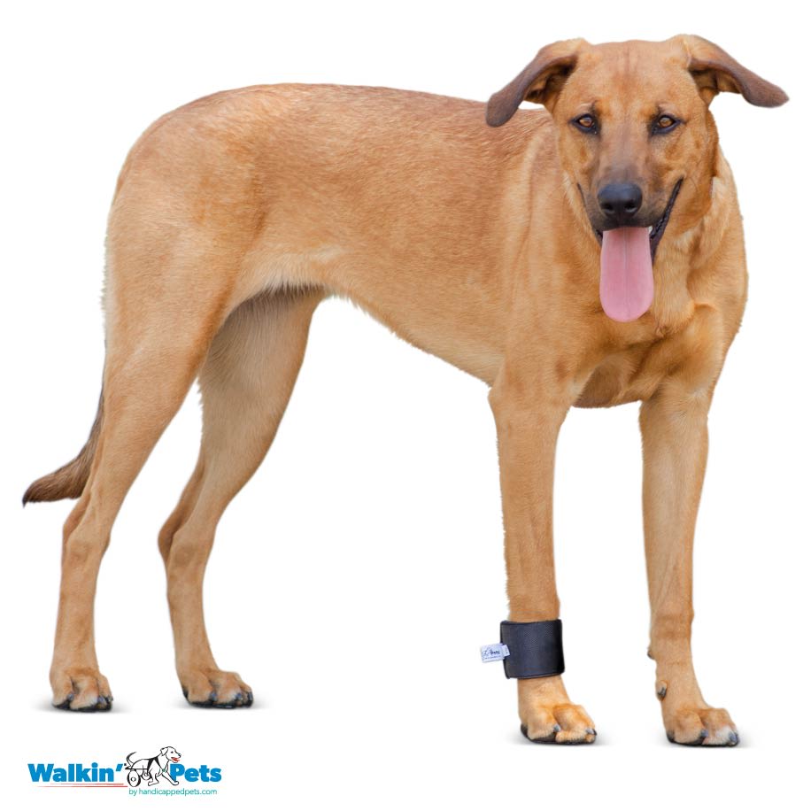 Venda para muñeca Walkin Pets6