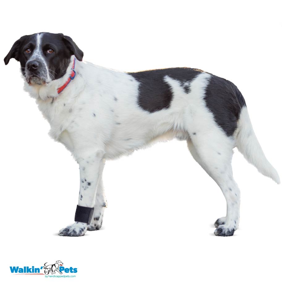 Venda para muñeca Walkin Pets8