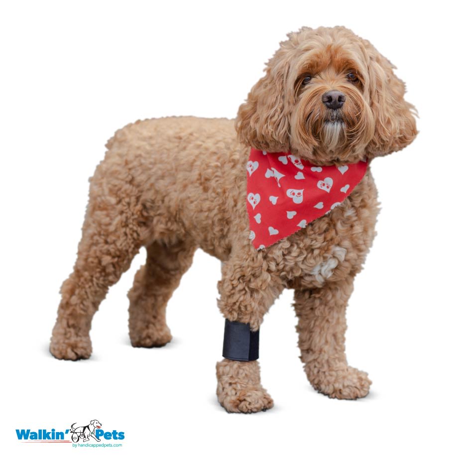 Venda para muñeca Walkin Pets9