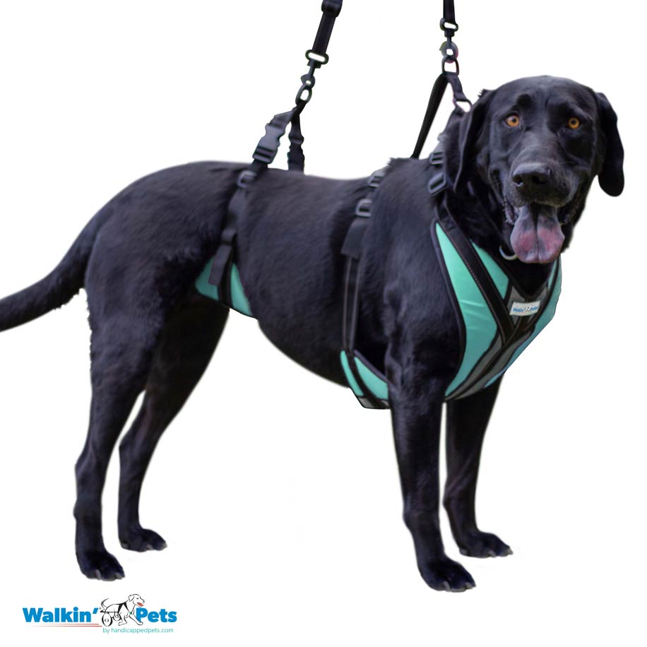Arnes de soporte Lift-n-Step Walkin pets3