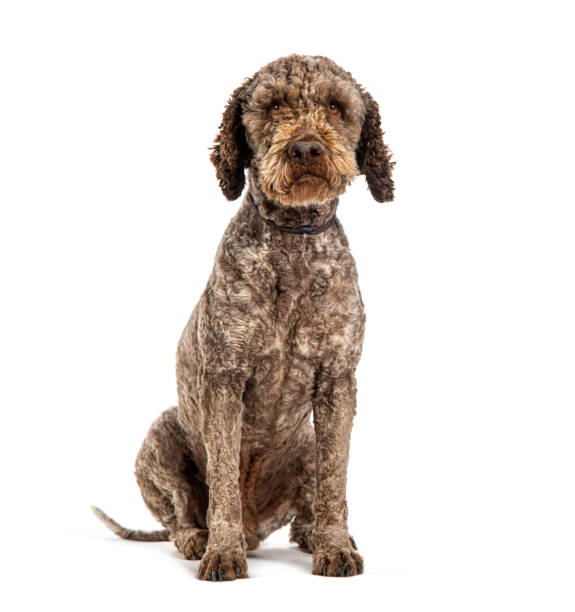 Baño+Corte mediano/grande (12 a 22 kg)2