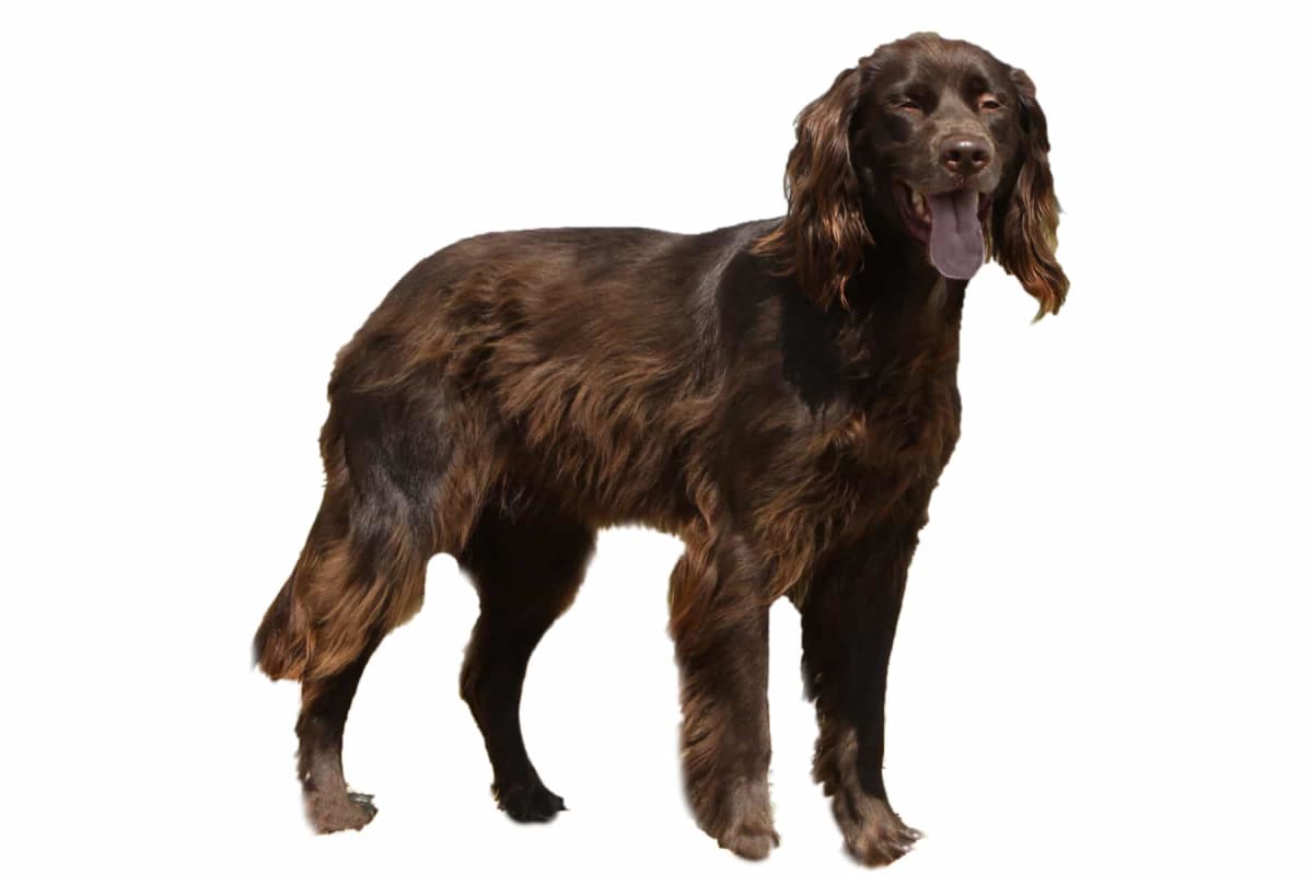 Baño + Corte  gigante pelo largo (22 a 35 kg)4