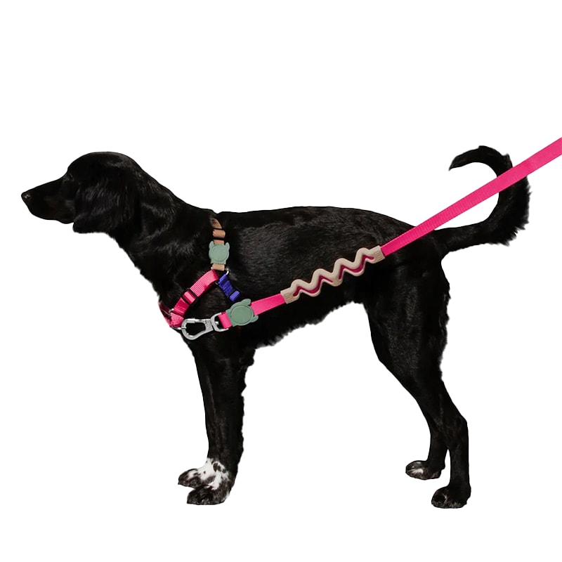 Zeedog Ruff Leash Yucca2